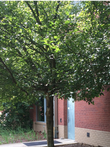 An Ironwood tree in front of a red brick building. 