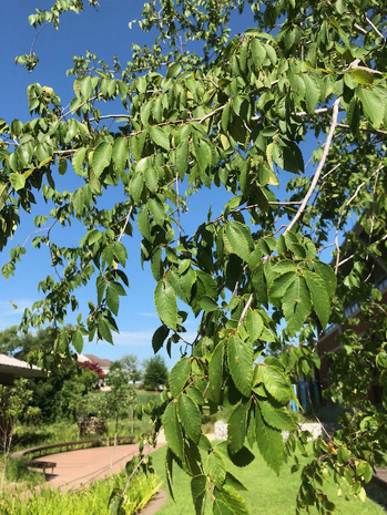 Winged elm leaves. 