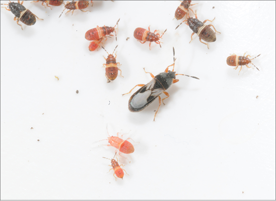 Control Of Insect Pests In And Around The Home Lawn Mississippi