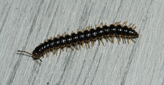 A single brown, segmented millipede crawling across a floor.