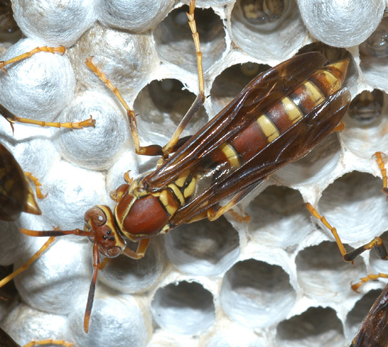Close-up of a single female wasp resting on a nest.