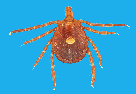 A single adult tick, not engorged. The tick is brown with a white spot in the center of the back.
