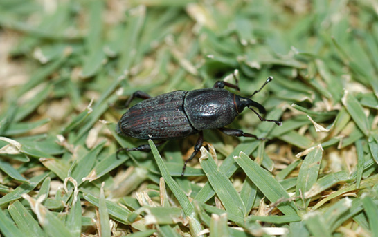 Close-up of a small black beetle with elongated snout in a closely mown lawn.