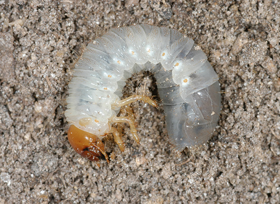 Close-up of a C-shaped white grub larva. The head is brown and there are six well-developed legs.