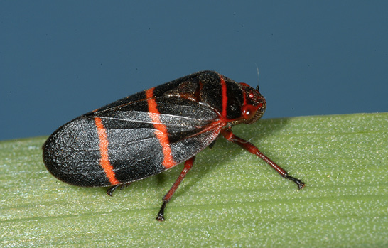 Close-up of a single spittlebug resting on a grass blade.