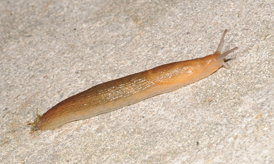 Close-up of a single slug crawling on tree bark.