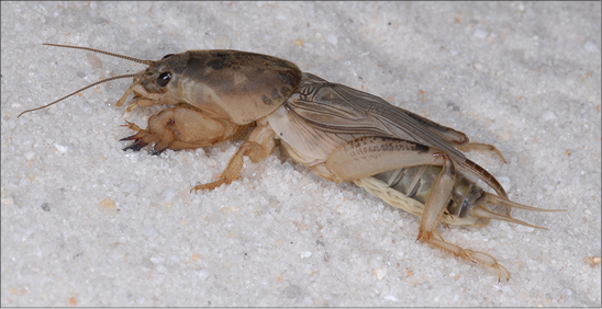 An image of a molecricket.