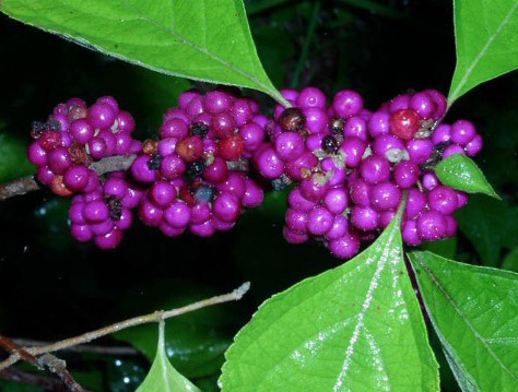 Vibrant purple berries on a branch with green leaves. 