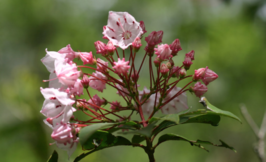Several pink blooms with red stems surrounded by green leaves. 