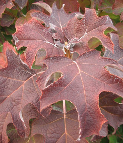 Reddish- purple leaves. 