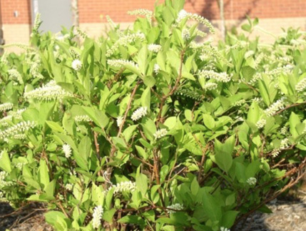 A medium sized shrub with green leaves. 