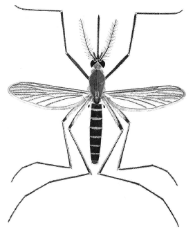 Drawing of a mosquito.