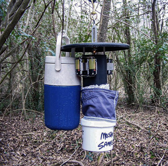 A cooler and other items hang from a branch in a woody area, making a mosquito trap.