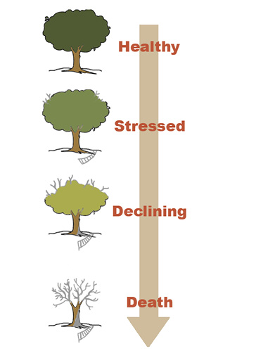 ALWAYS scale your weed. : r/trees