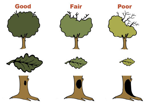 A good tree has dark, green colored leaves and a trunk with a small black spot. A fair tree has  light colored, green leaves. The leaves are also significantly smaller. Some branches are exposed at the top. There is a large black spot in the trunk. The poor tree has the lightest colored green leaves, and they are also the smallest leaves. There is a significantly large part of the trunk that is black. More branches are exposed. 