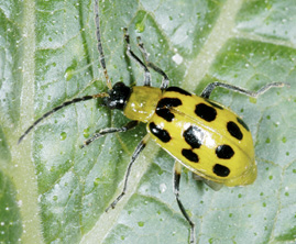 12-spotted cucumber beetle described in text.