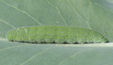 Imported cabbageworm caterpillar described in text.