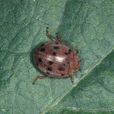 Mexican bean beetle described in text.