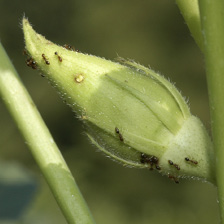 Close-up of a plant bud with several tiny ants on it.