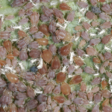 Close-up of many, many tiny, red and pink insects on a leaf.