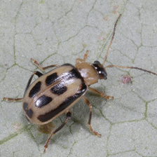 Bean leaf beetle described in text.