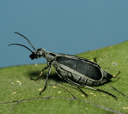 Blister beetle described in text.