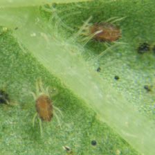 Close-up of two tiny, spider-like insects on a green leaf.