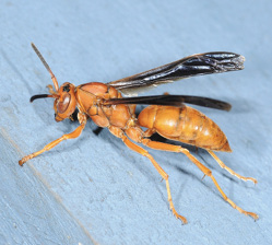 Close-up of an orange wasp with black wings.