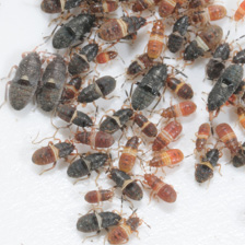 Close-up of many adult and immature chinch bugs (described in text).