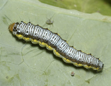 Cross-striped cabbageworm described in text.