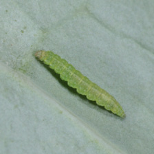 Close-up of a small, light green worm.