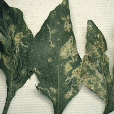 Three green leaves with yellow lines and splotches covering about half of their surfaces.