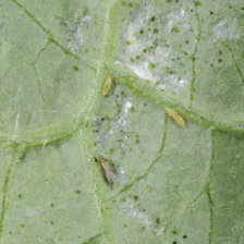 Close-up of tiny, yellowish insects on a green leaf.
