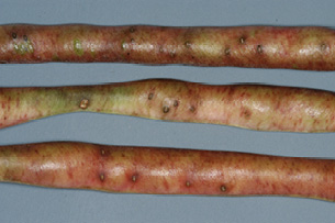 Damage from cowpea curculios described in text.