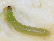 A small, light green worm.