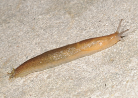A brownish slug.