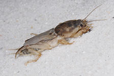 Close-up of a small, light-brown cricket.