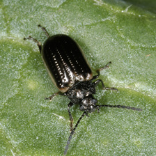 Yellowmargined leaf beetle described in text.