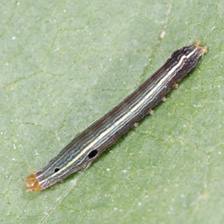 Close-up of an armyworm, described in text.