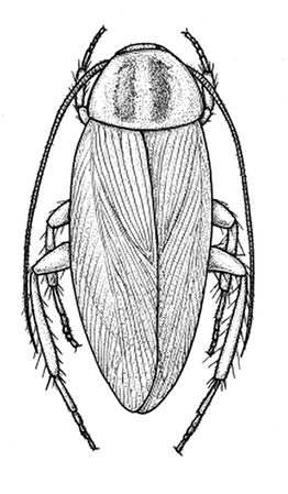 German cockroach illustration.