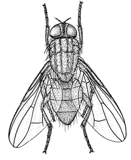 House fly illustration.