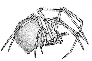 House spider illustration.