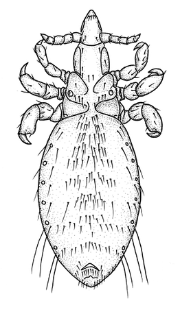 Sucking lice illustration.