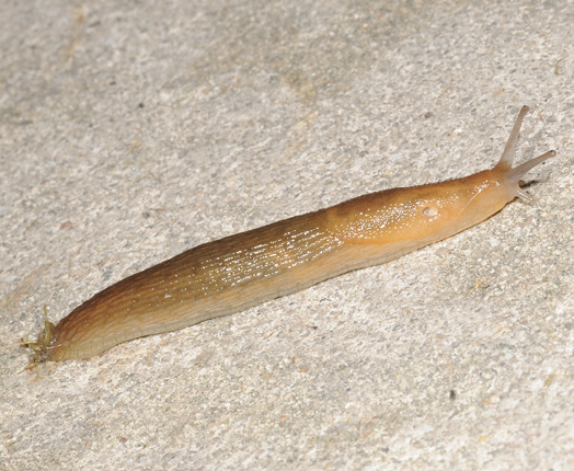 An orange-brown slug moves across a hard surface with its eye stalks raised. 