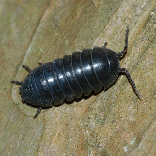 A dark gray pillbug, described in text.