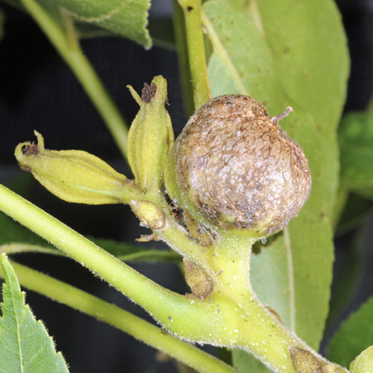 A brown speckled gall caused by pecan phylloxera on the new growth of a pecan tree. 