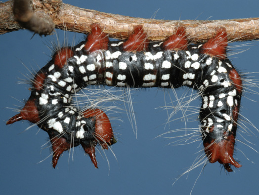 A black caterpillar with white spots on its body and red appendages hangs from the underside of a stem. The caterpillar's head and tail are curled in toward the center of its body, indicating a state of alarm. 