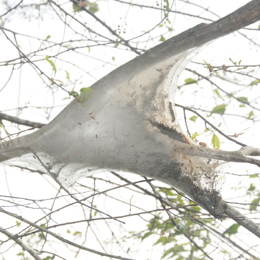 A large, dense web in the crotch of a black cherry tree's limbs. 