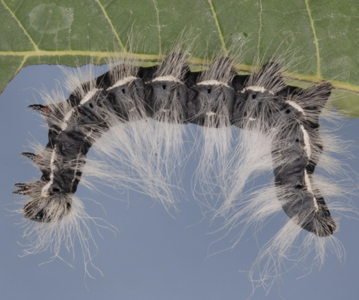 A caterpillar hangs from a leaf with its front and back ends dangling. Its body is dark gray to black, with a single horizontal white stripe running down its side, and long white hairs protruding from its body. 