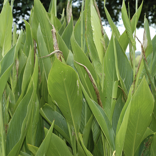 A canna plant with some unfurled leaves and some that are rolled tight and brown.